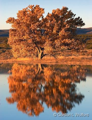 Tree At Sunrise_73855.jpg - Photographed in the Bosque del Apache National Wildlife Refuge near San Antonio, New Mexico, USA. 